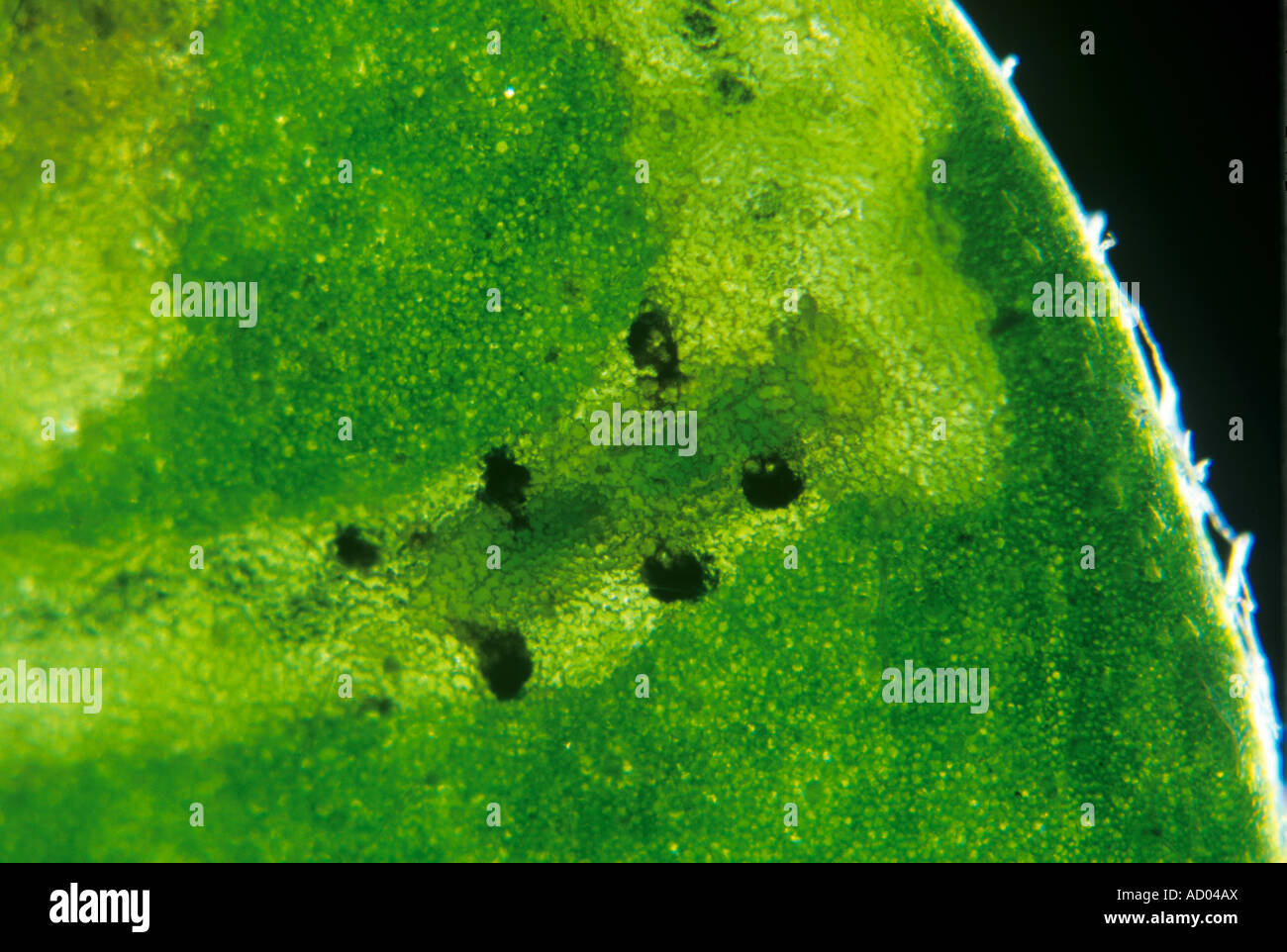 Parasitoiden Wespen Diglyphus Isaea Puppe in Blatt-Mine mit Pit Props für Unterstützung Stockfoto