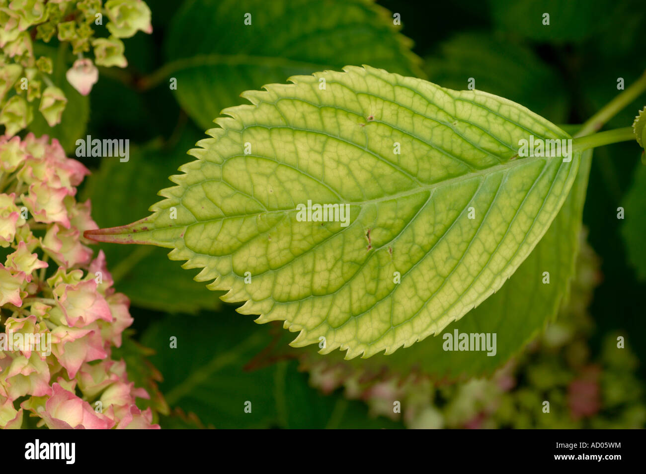 Interveinal Blatt Chlorosen durch Kalk verursacht induzierte Eisen Fe-Mangel bei Hortensie Stockfoto