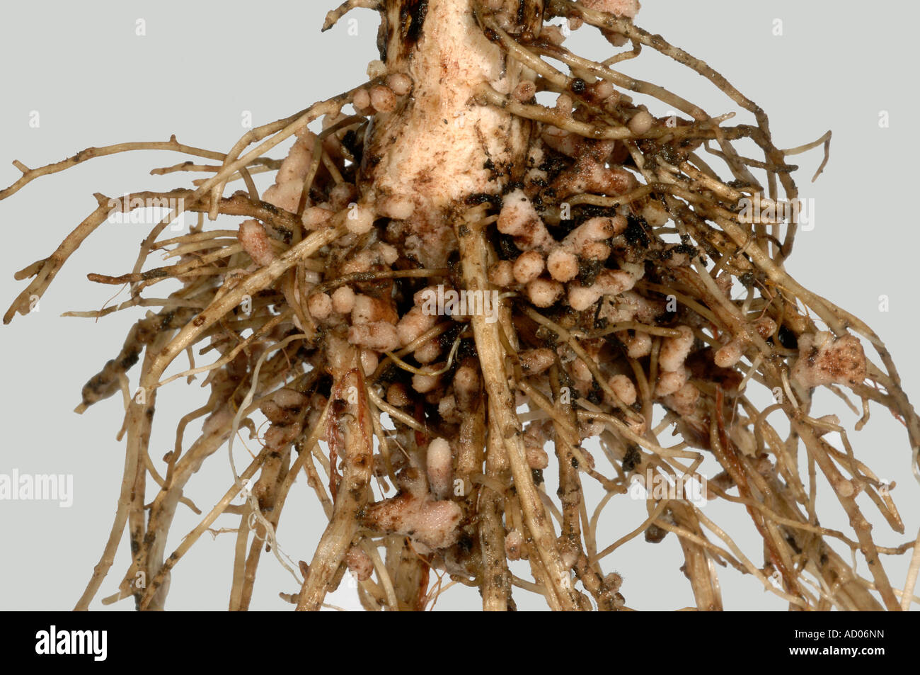 Rhizobium-Wurzelknöllchen auf die Wurzeln einer breiten oder Feld Bohne für Stickstoff-Fixierung Stockfoto