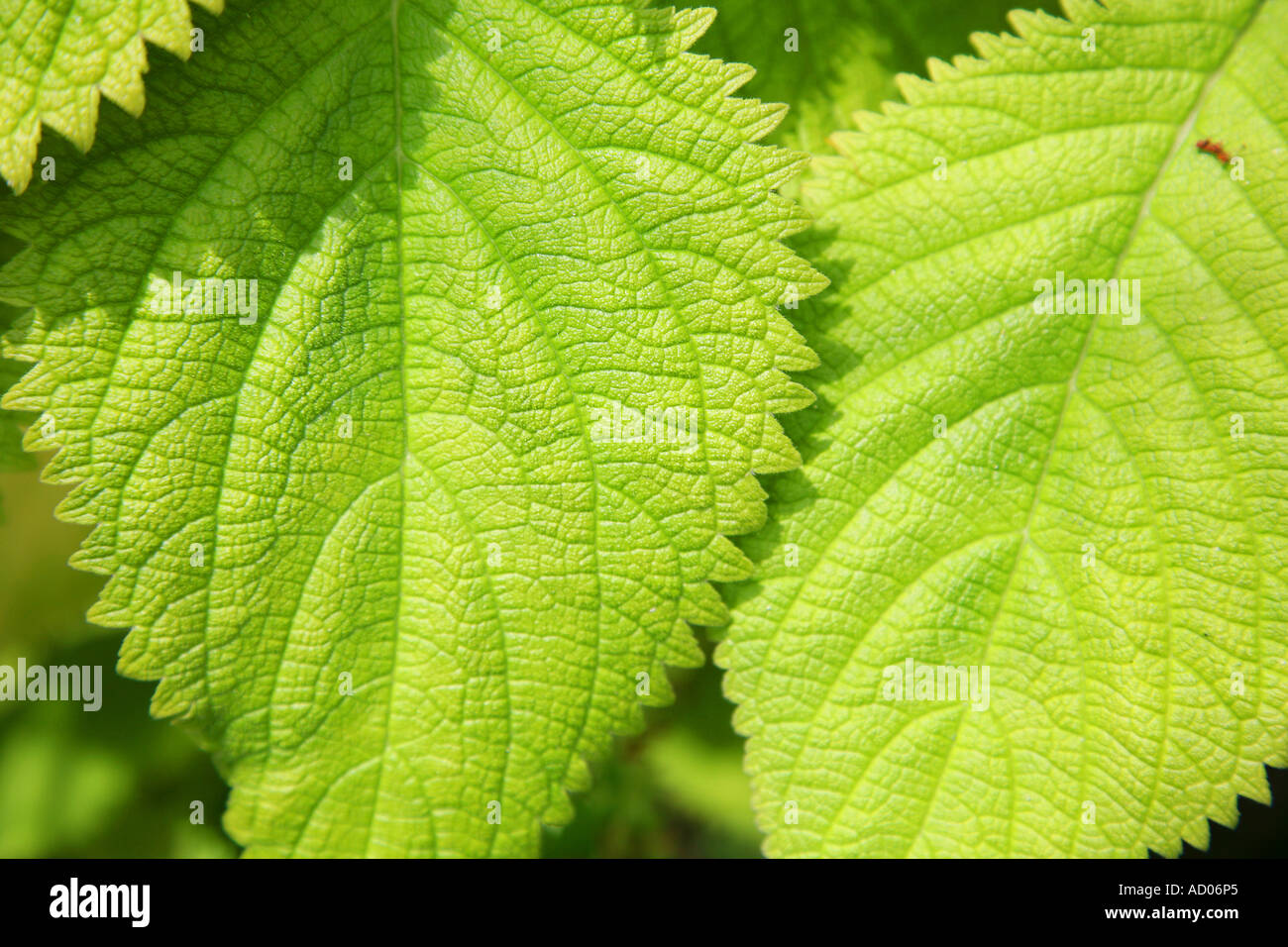 Grüne Blätter in Kew Gardens Stockfoto