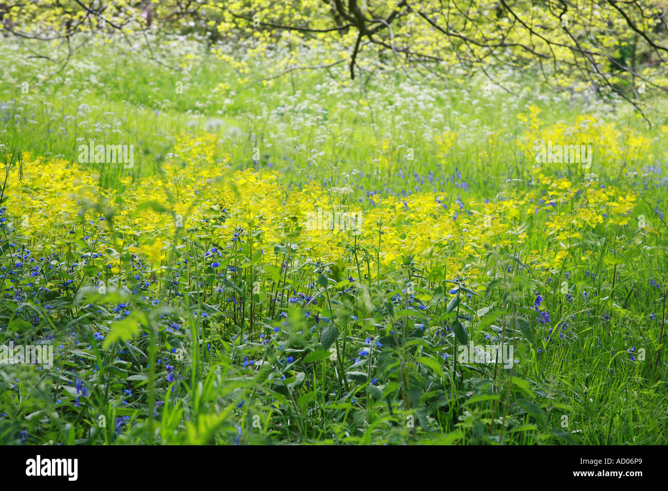 blühende Wiesenbereich in Kew Gardens London Stockfoto