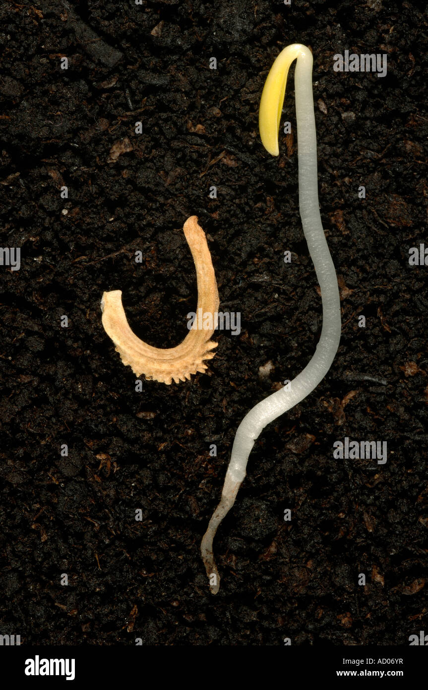 Eine Ringelblume Saatgut und sehr jungen Keimling mit Keimblätter und Wurzel bilden Stockfoto