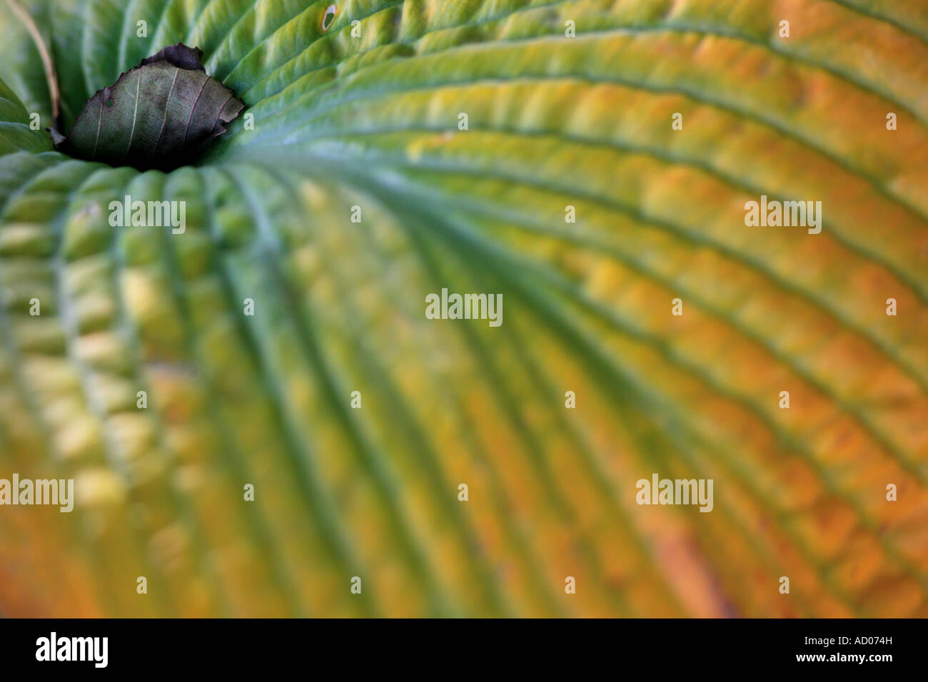 Hosta 'Big Daddy' im Herbst Stockfoto
