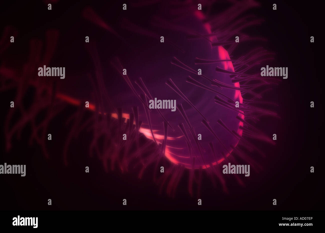 Helicobacter pylori Stockfoto