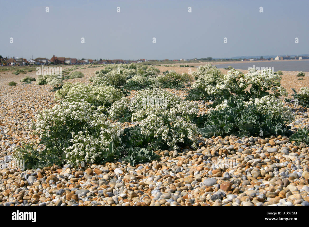 Sea Kale, Crambe maritima, Brassicaceae, Cruciferae. Kohl Stockfoto