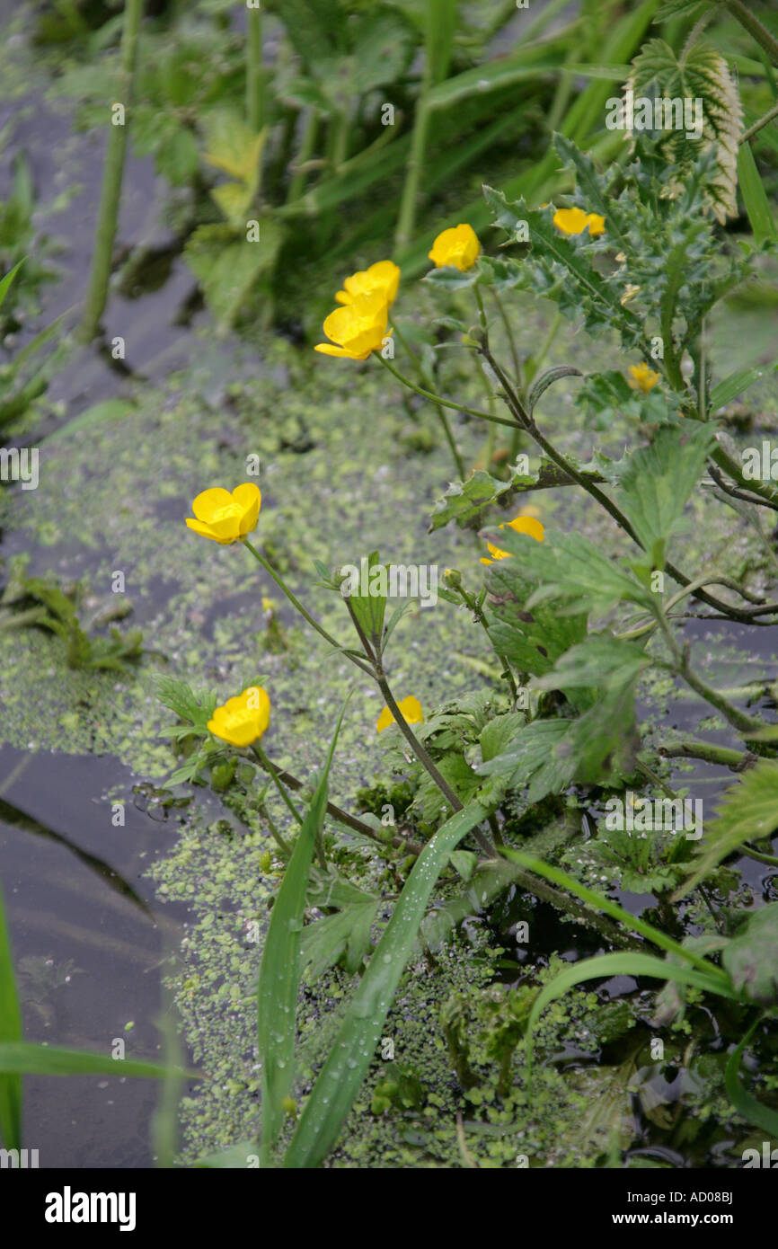 Kriechende Hahnenfu Ranunculus Repens Butterblume UK Stockfotografie -  Alamy