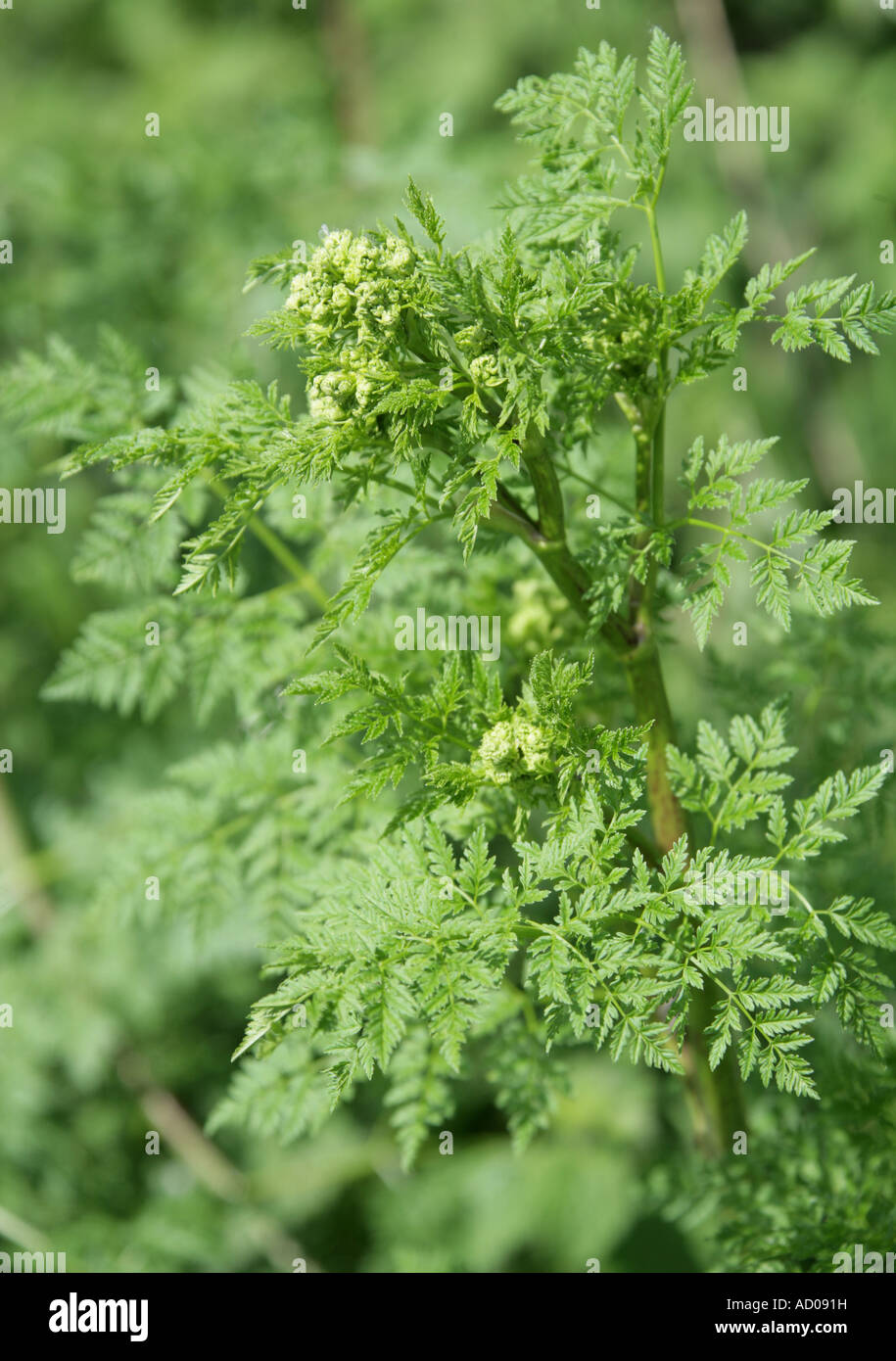 Gefleckter Schierling Stockfotos und bilder Kaufen Seite 2 Alamy