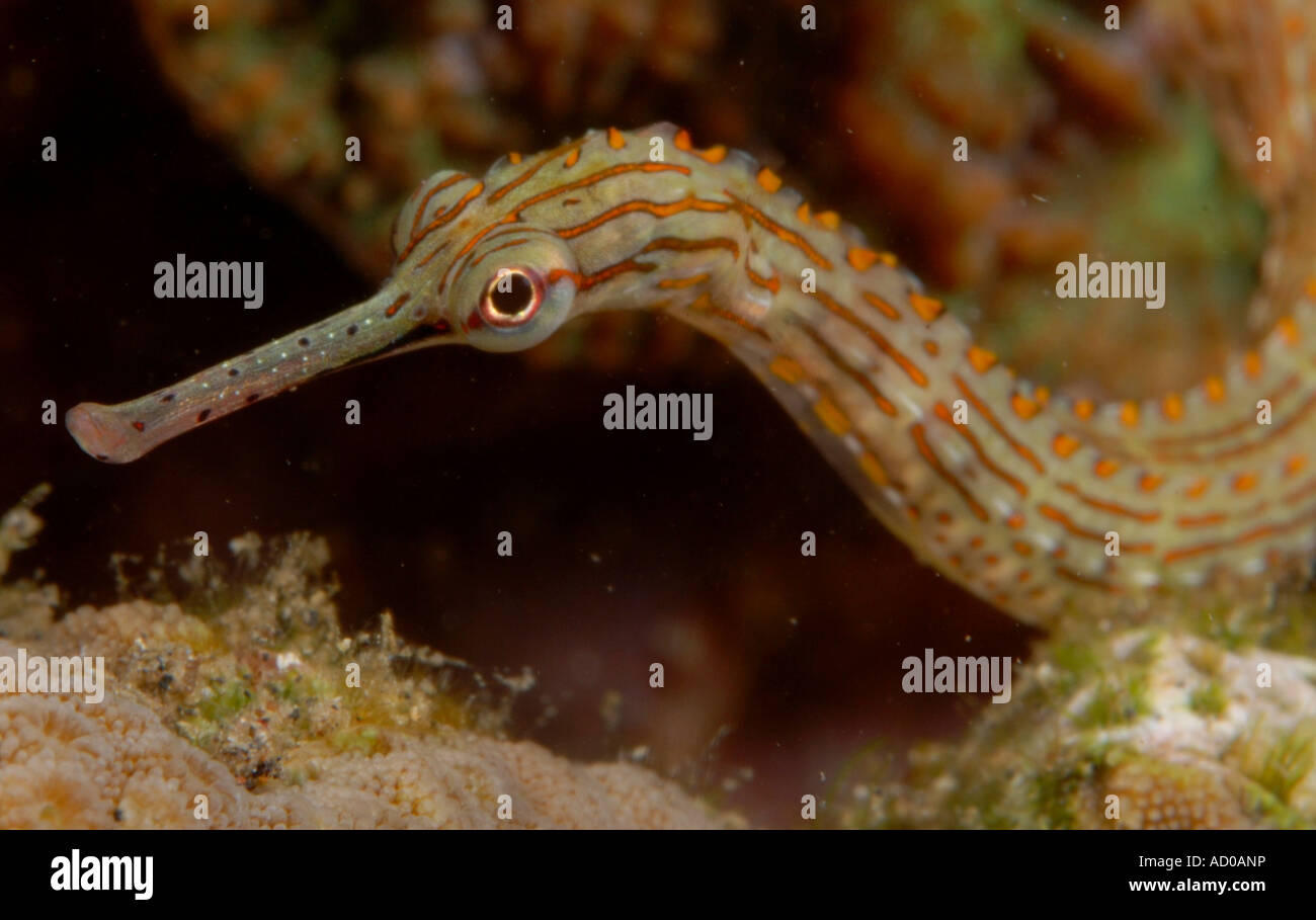 Fisch Fisch, Indonesien, Rohr, Indonesien, Lembeh strait, Scuba, Tauchen, Meer, Meer, Leben im Meer, Leben im Meer, unter Wasser Stockfoto