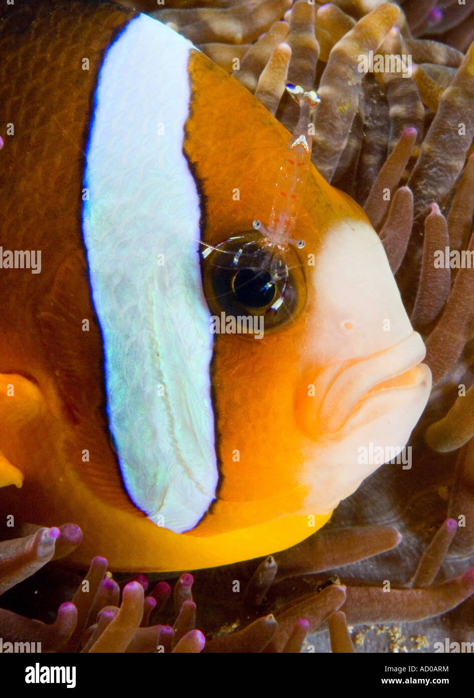 Clownfische, Anemonenfisch, Anemone, Unterwasser, Indonesien, Lembeh strait, Scuba, Tauchen, Meer, Meer, Symbiose, bunt Stockfoto