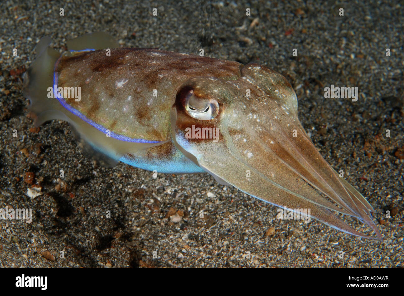 Tintenfisch, Unterwasser, Indonesien, Cephalopoden, Tinte, Tentakeln, Scuba, Tauchen, Meer, Meer, Unterwasserwelt, intelligent, Leben im Meer Stockfoto