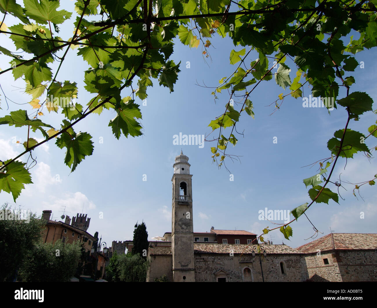 Lazise mit der Kirche San Nicolo und Weinblätter in der Sonne am Gardasee-Veneto-Italien Stockfoto