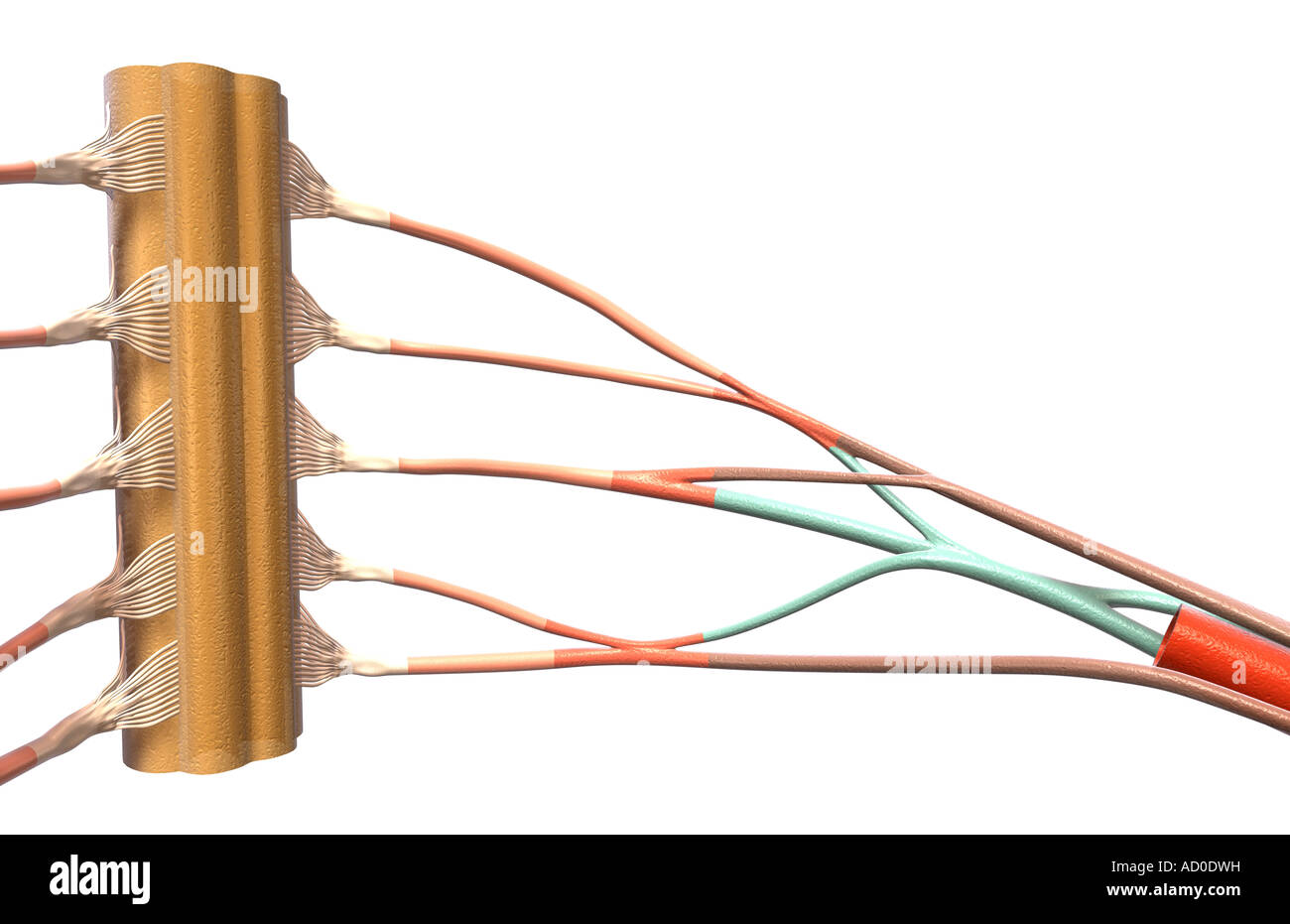 Der Plexus brachialis Stockfotografie Alamy