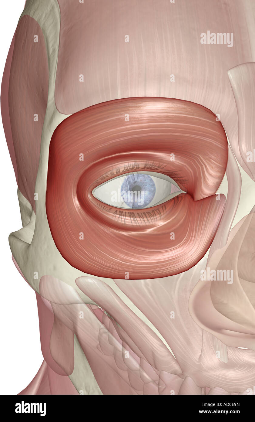 Orbicularis Oculi Muskel Stockfoto