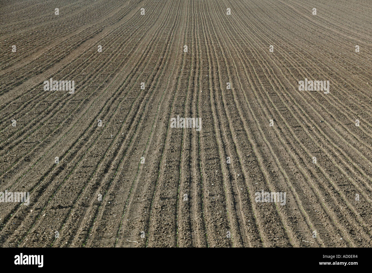 offenen east Anglian Landwirtschaft Frühjahr Landschaft illustriert mit menschlichen Arbeitslinien Stockfoto