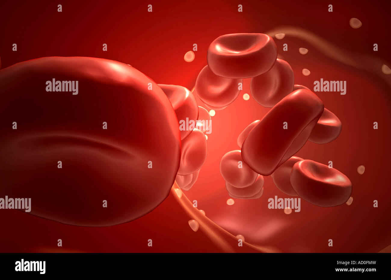 Rote Blutkörperchen Stockfoto