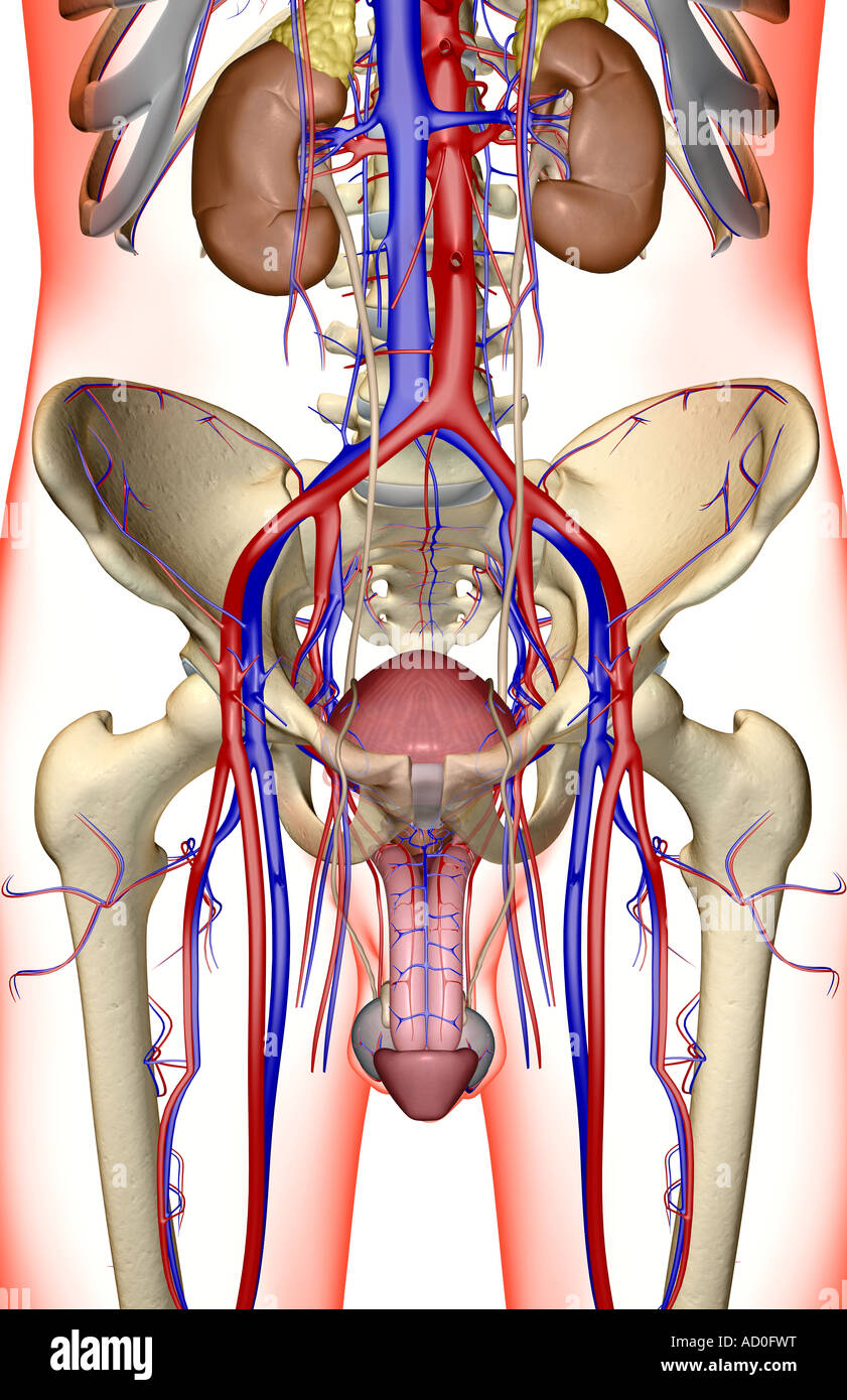 Der Harnwege Stockfoto