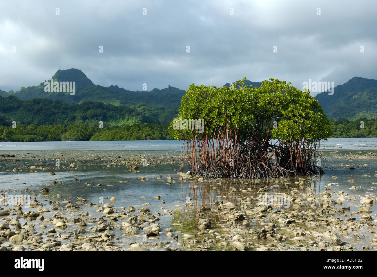 Kosrae Island mit Mangrove Wälder Mikronesien Pazifischen Ozean Stockfoto