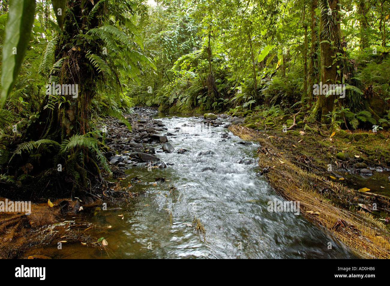 Kleiner Bach in Kosrae Island von Mikronesien Stockfoto