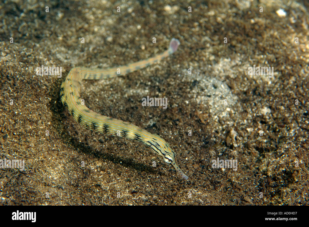 Netzwerk-Seenadeln Corythoichthys Flavofasciatus Mikronesien Kosrae Stockfoto