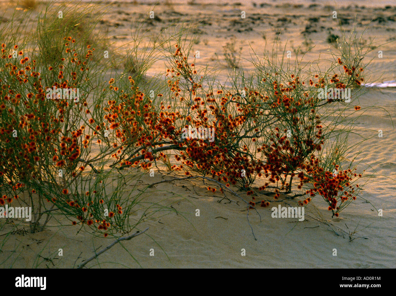 Saudi Arabien Desert Flowers Calligonum comosum hilft, Sanddünen zu stabilisieren Stockfoto