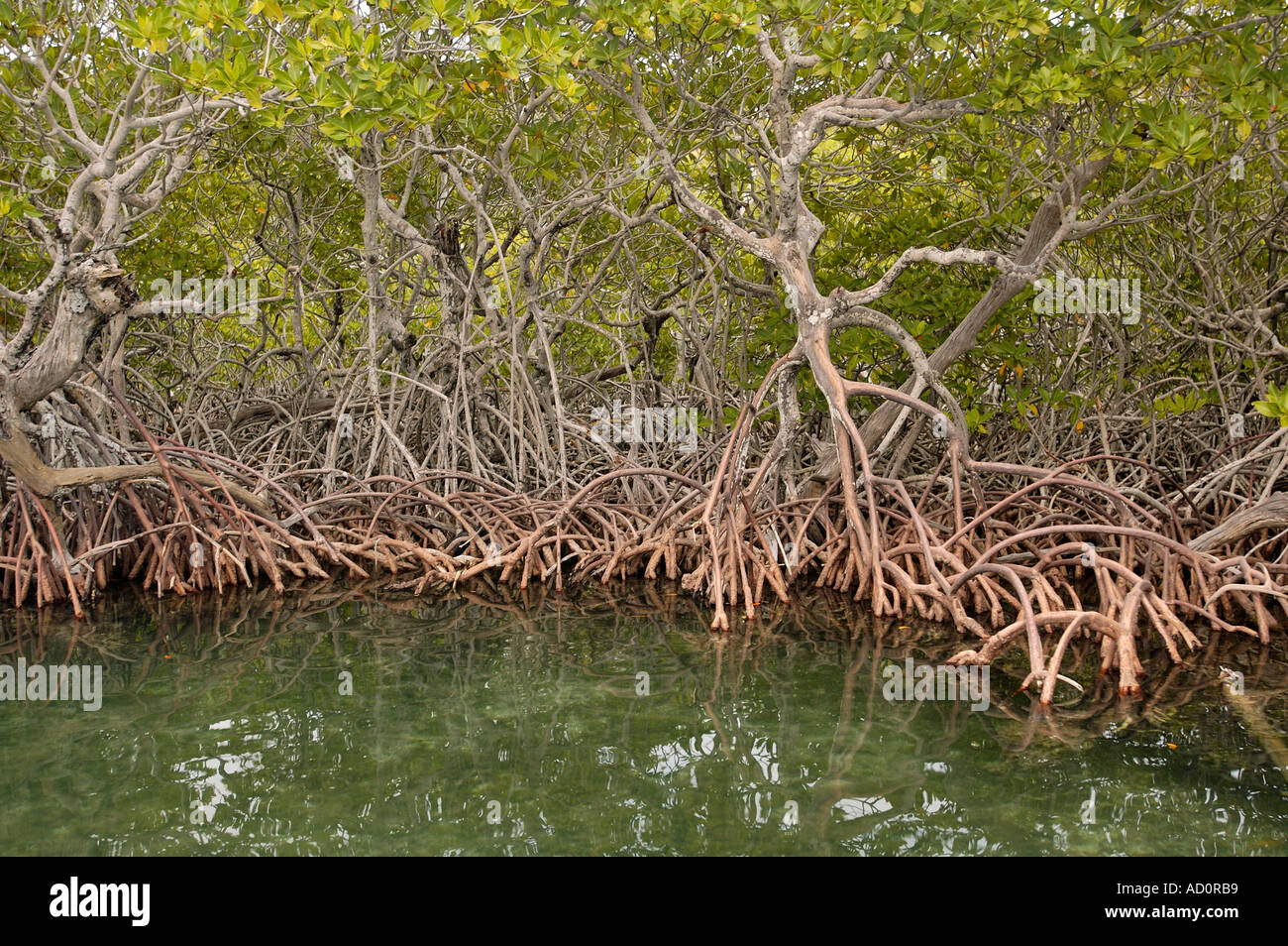 Mangrovenwald Tunicate Cove Cays Belize Stockfoto