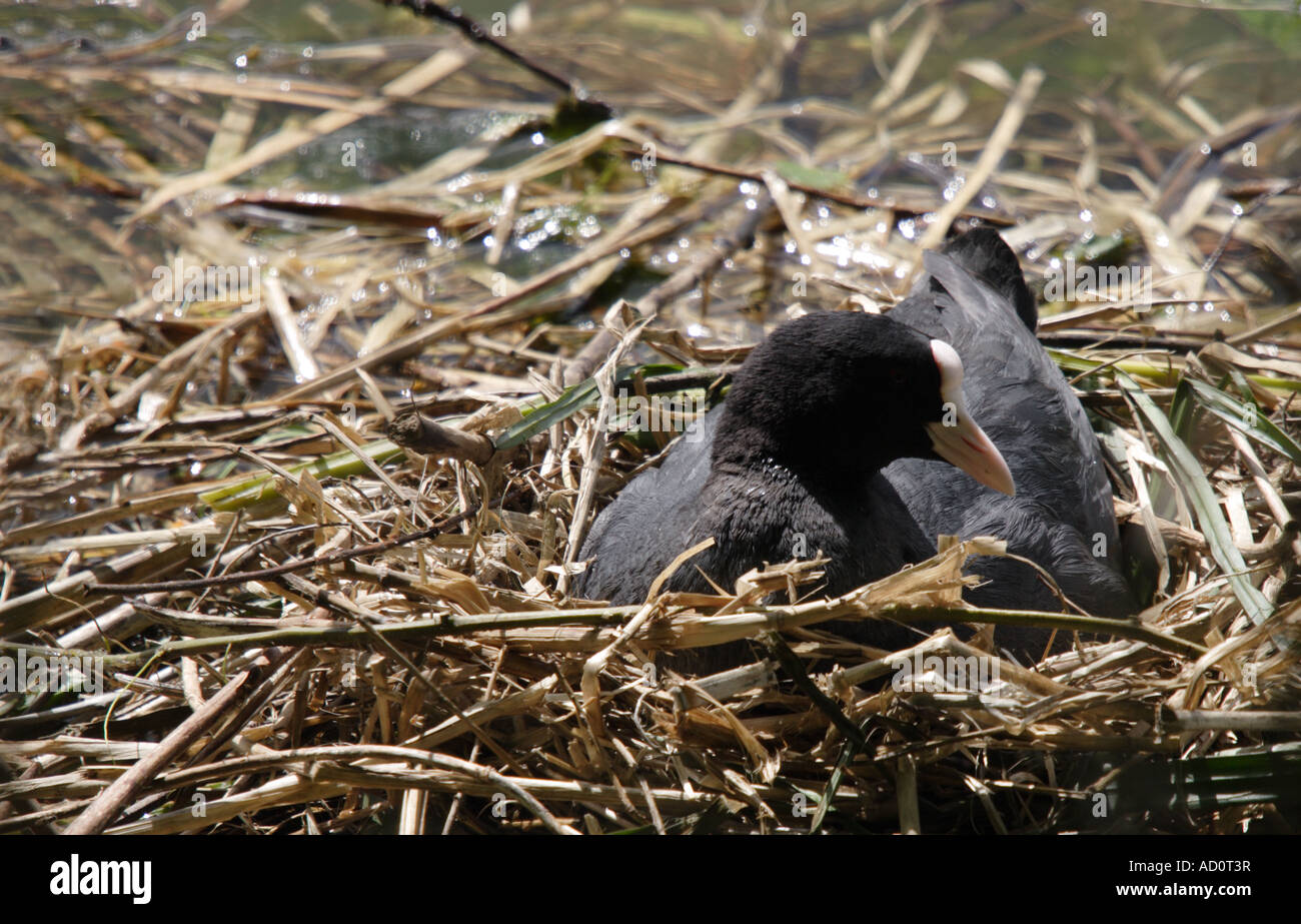 Blässhuhn, Fulica Atra, auf nest Stockfoto