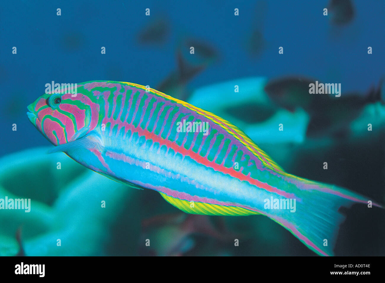 Endemische Klunzinger s Lippfisch Thalassoma Klunzingeri St. Johns Riffe Rotes Meer-Ägypten Stockfoto