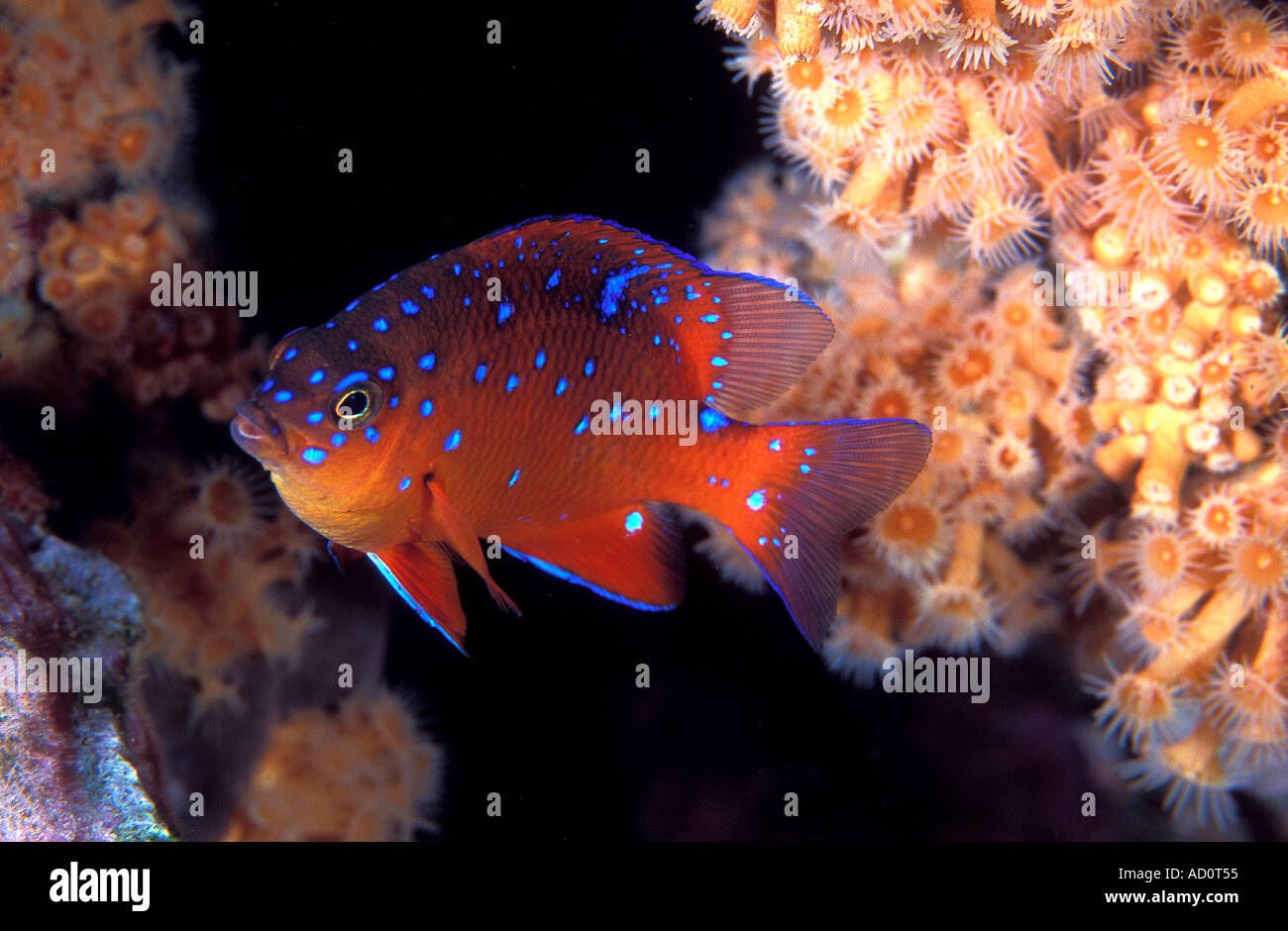 Juvenile Garibaldi Hypsypops Rubicundus Catalina Island, Kalifornien USA Stockfoto