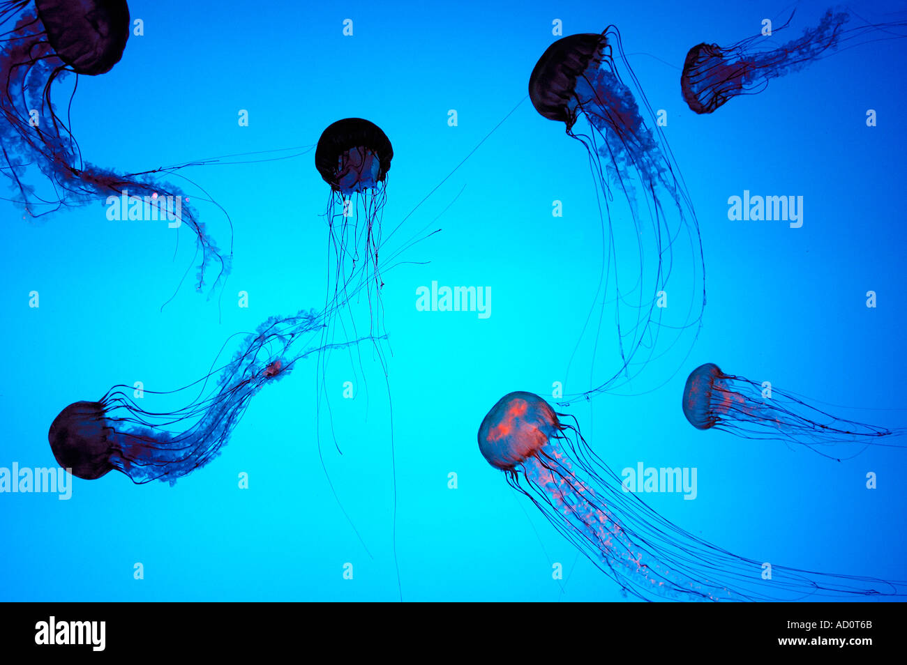 Jelly Fische Meer Brennnessel Chyrsaora Quinquecirrha Boston Aquarium Stockfoto