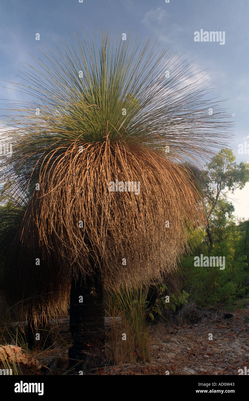 Grasbaum Xanthorrhoea Preiseii eine bizarre australische einheimische Pflanze verwendet, durch die Ureinwohner um Spears und Antiseptika Stockfoto