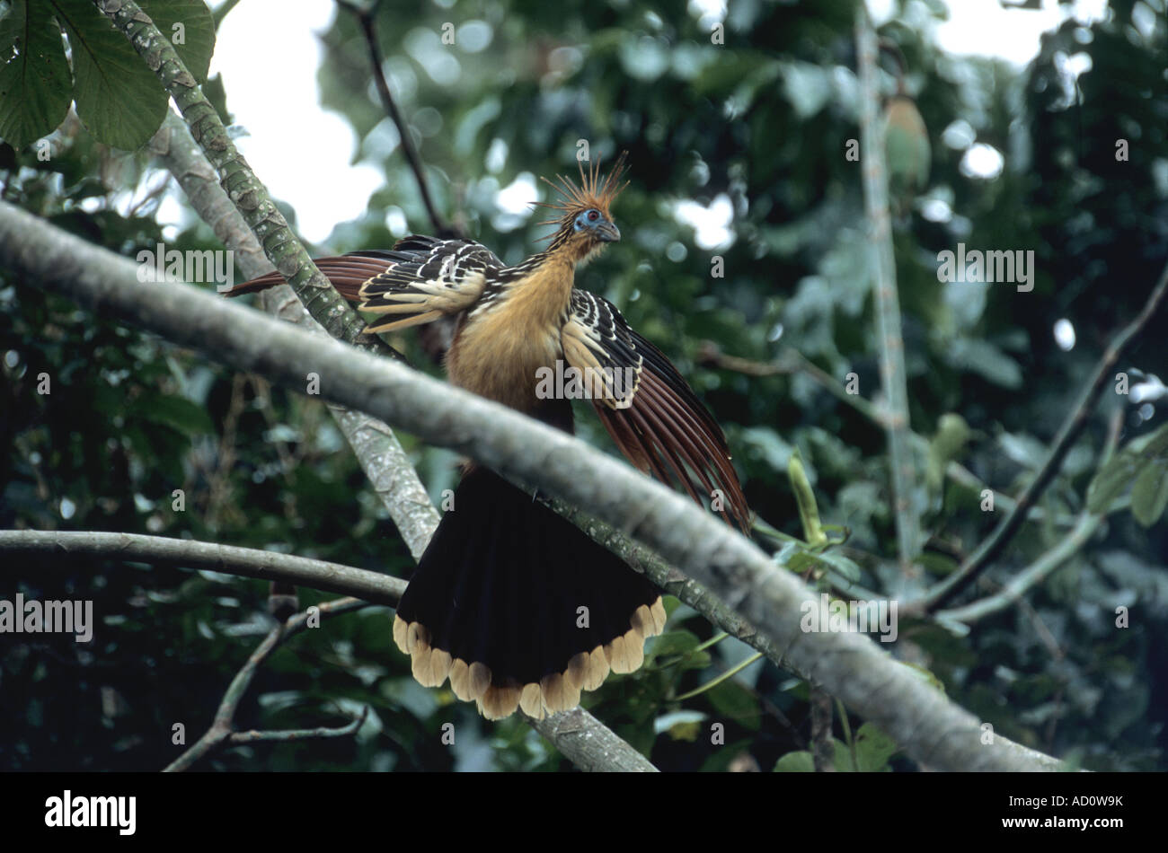 Hoatzin (Opisthocomus Hoazin), Madidi Nationalpark, Bolivien Stockfoto