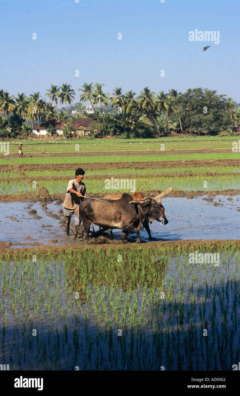 Mann arbeiten Reisfeld Talaulim Goa Indien Stockfoto