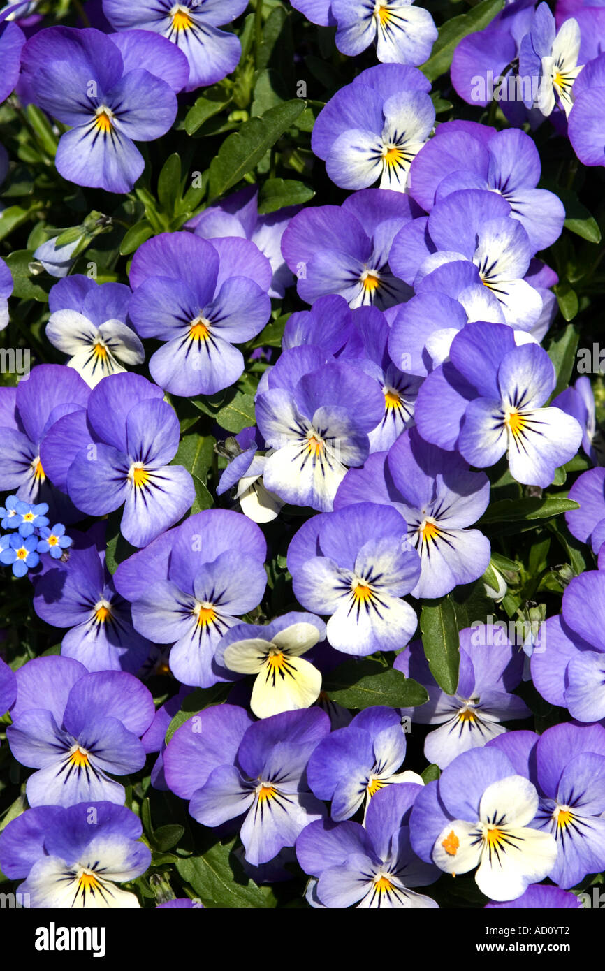 Stiefmütterchen lila weiß gelb Stockfoto