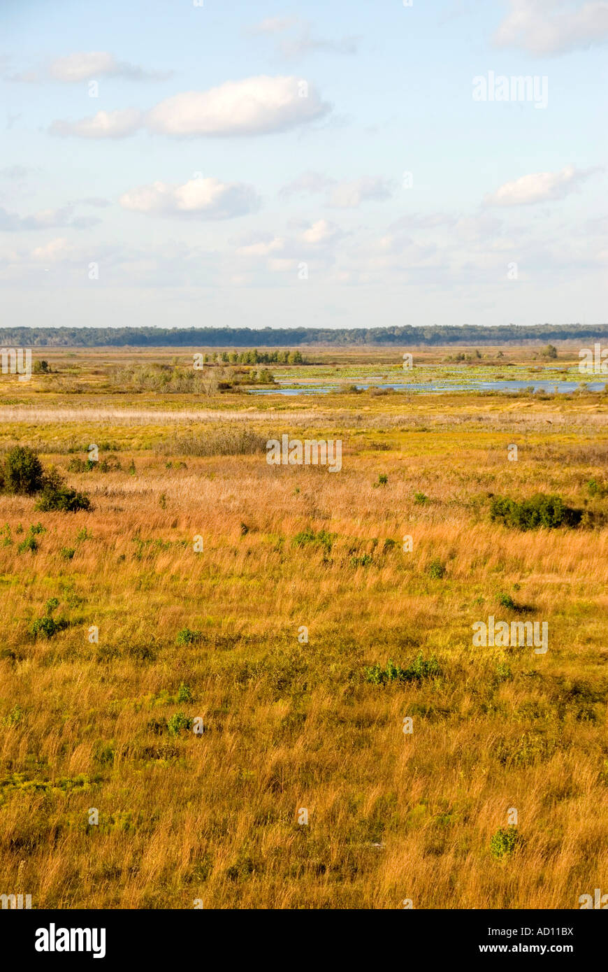 Florida Paynes Prairie bewahren Florida öffnen Prärie großen Alachua Savanne uns National Natural Landmark USA Stockfoto