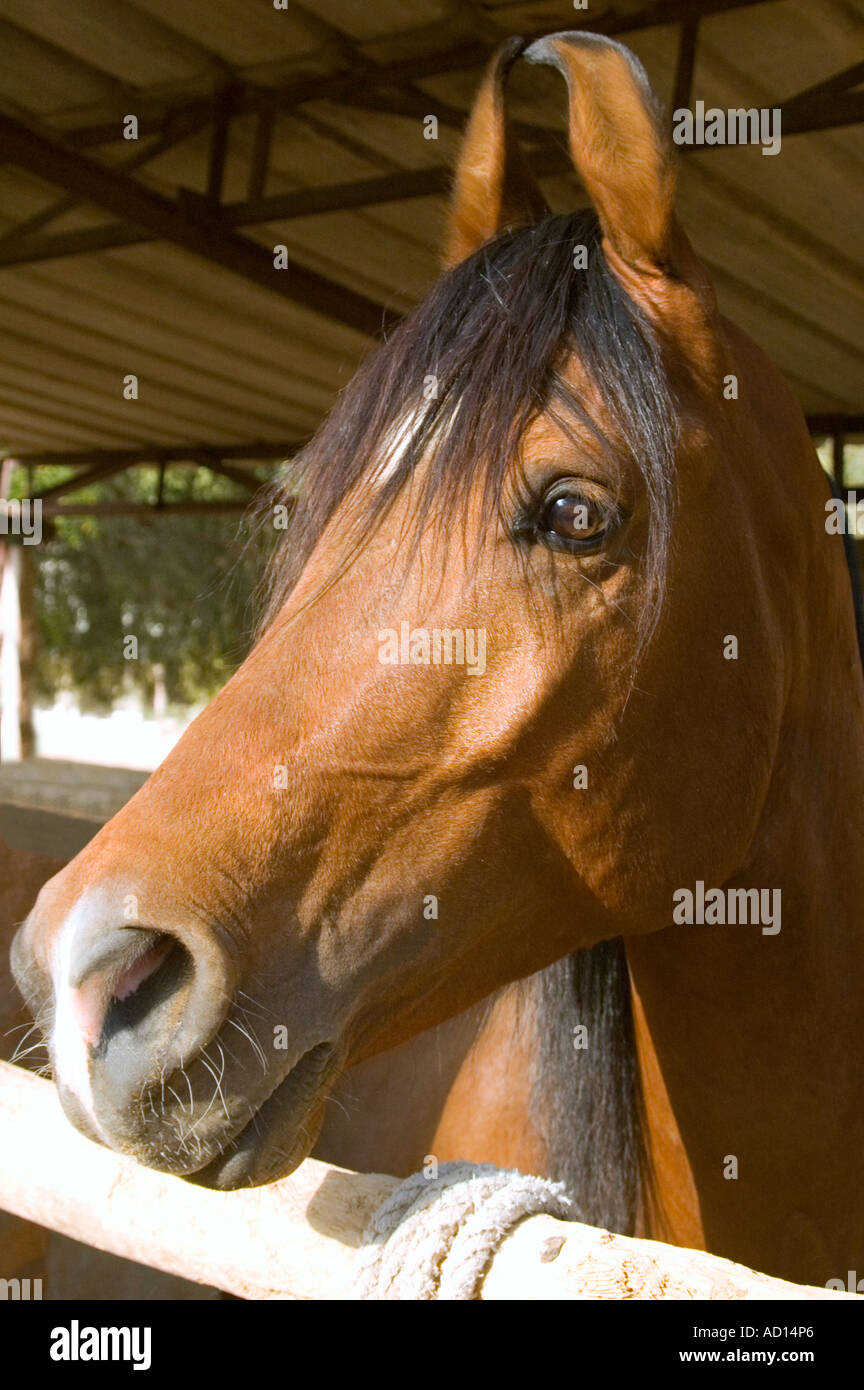 Vertikale Porträt der seltenen Marwari Pferde ist Kopf, unverwechselbar durch die gekräuselte Ohren und konkaven Nase. Stockfoto
