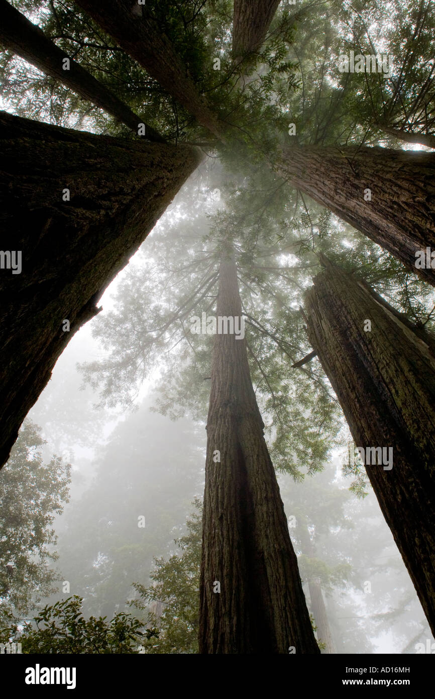 Coastal Redwoods Lady Bird Johnson Grove, Redwoods National Park, Kalifornien. Stockfoto