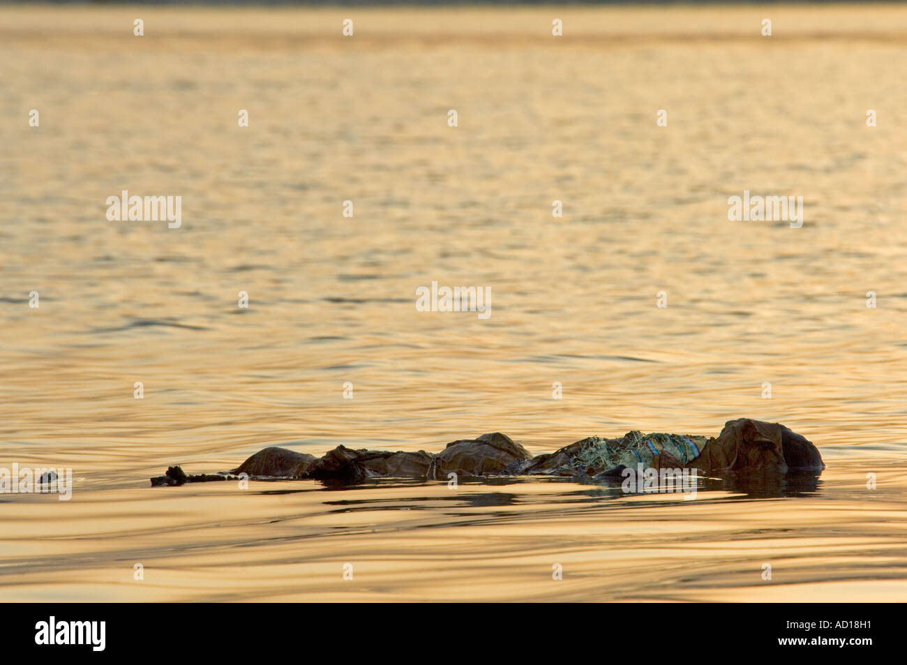 Eine verhüllte Leiche schwimmen auf dem Fluss Ganges - einem gemeinsamen Standort in Varanasi. Stockfoto