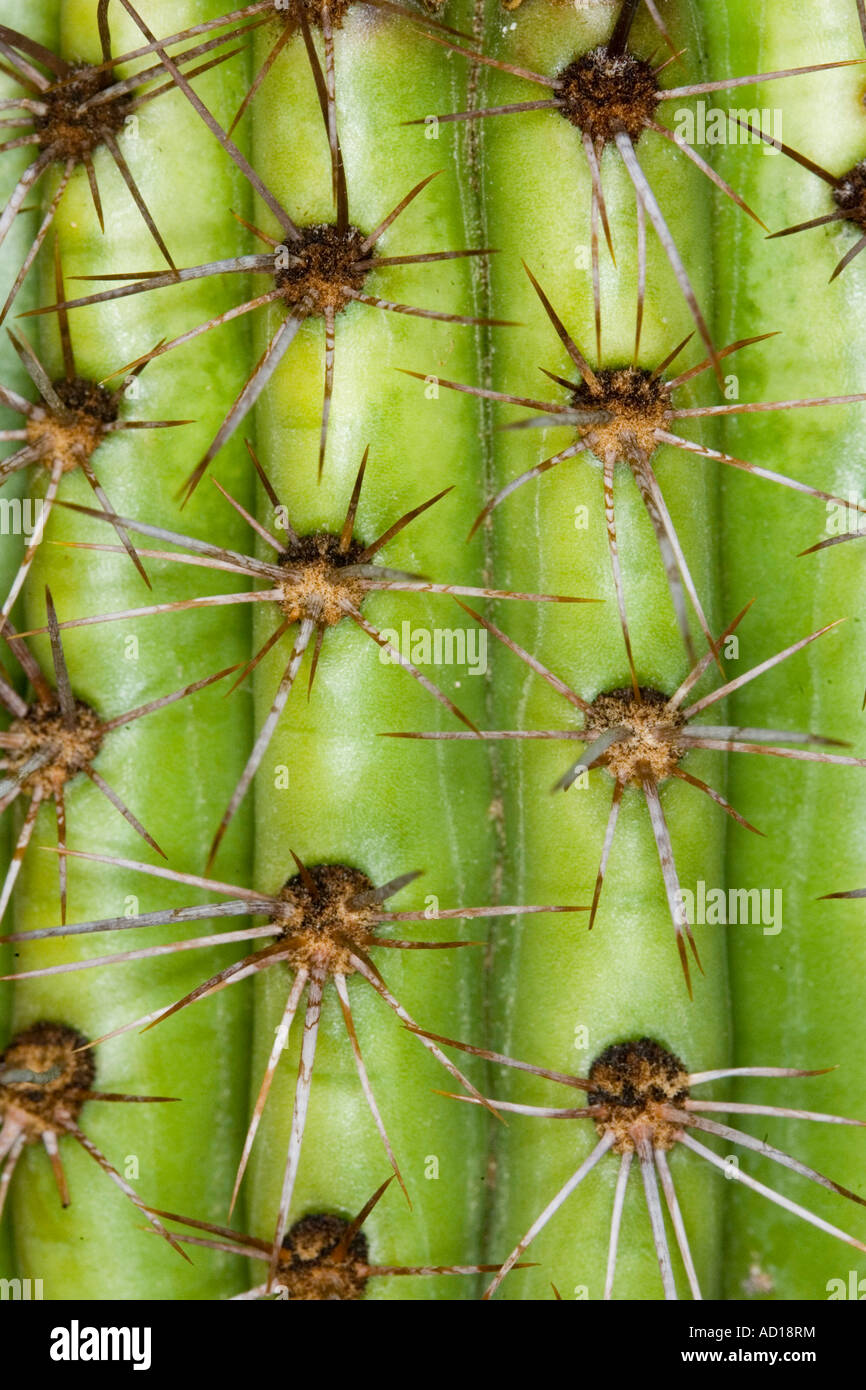 Organ Pipe Cactus Stenocereus Thurberi Tucson Arizona USA 16 Juni Blume Cactaceae Stockfoto