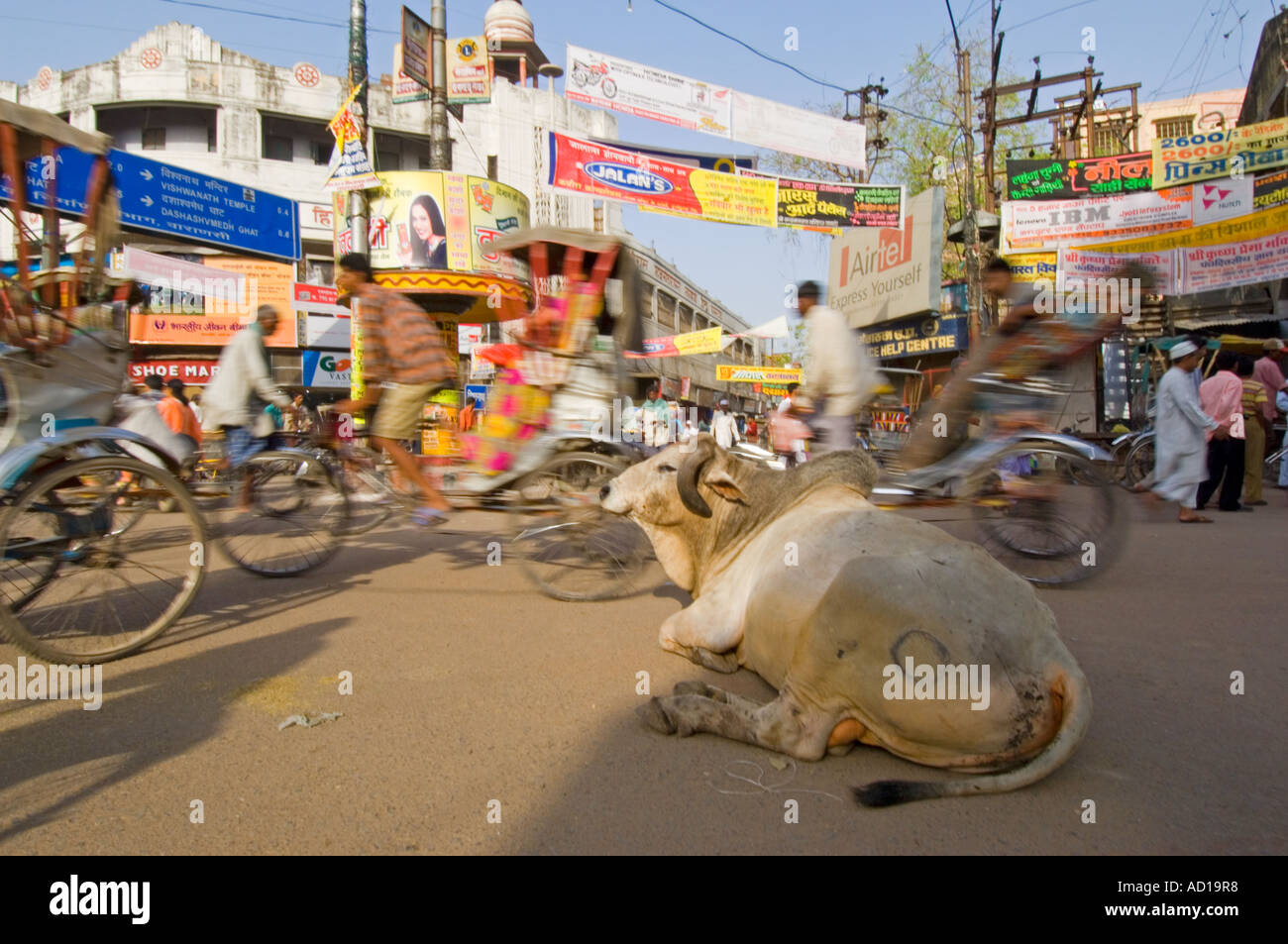 Ein Heiliger Sahiwal Stier (Bos Indicus) liegt ruhig und ungestört mitten in einer belebten Kreuzung in Varanasi. Stockfoto