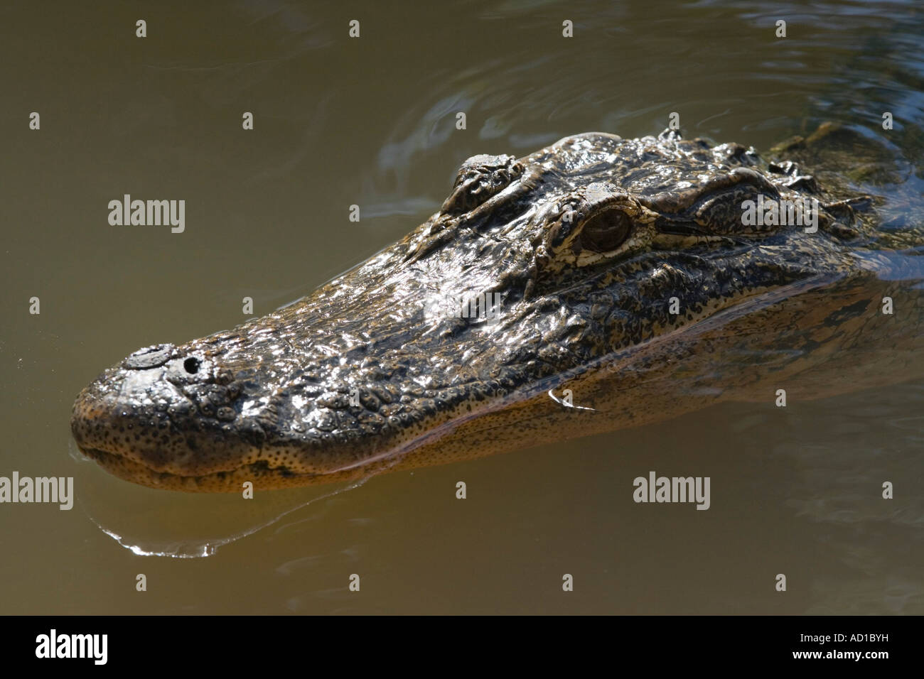 Florida Alligator, Big Cypress Seminole Reservation, Florida, USA Stockfoto