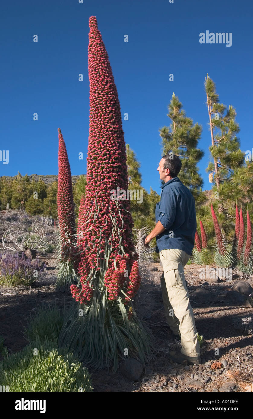 Wanderer stehen neben Echium Wildpretii (lokaler Name Tajinaste Rojo) in El Parque Nacional del Teide auf Teneriffa. Stockfoto