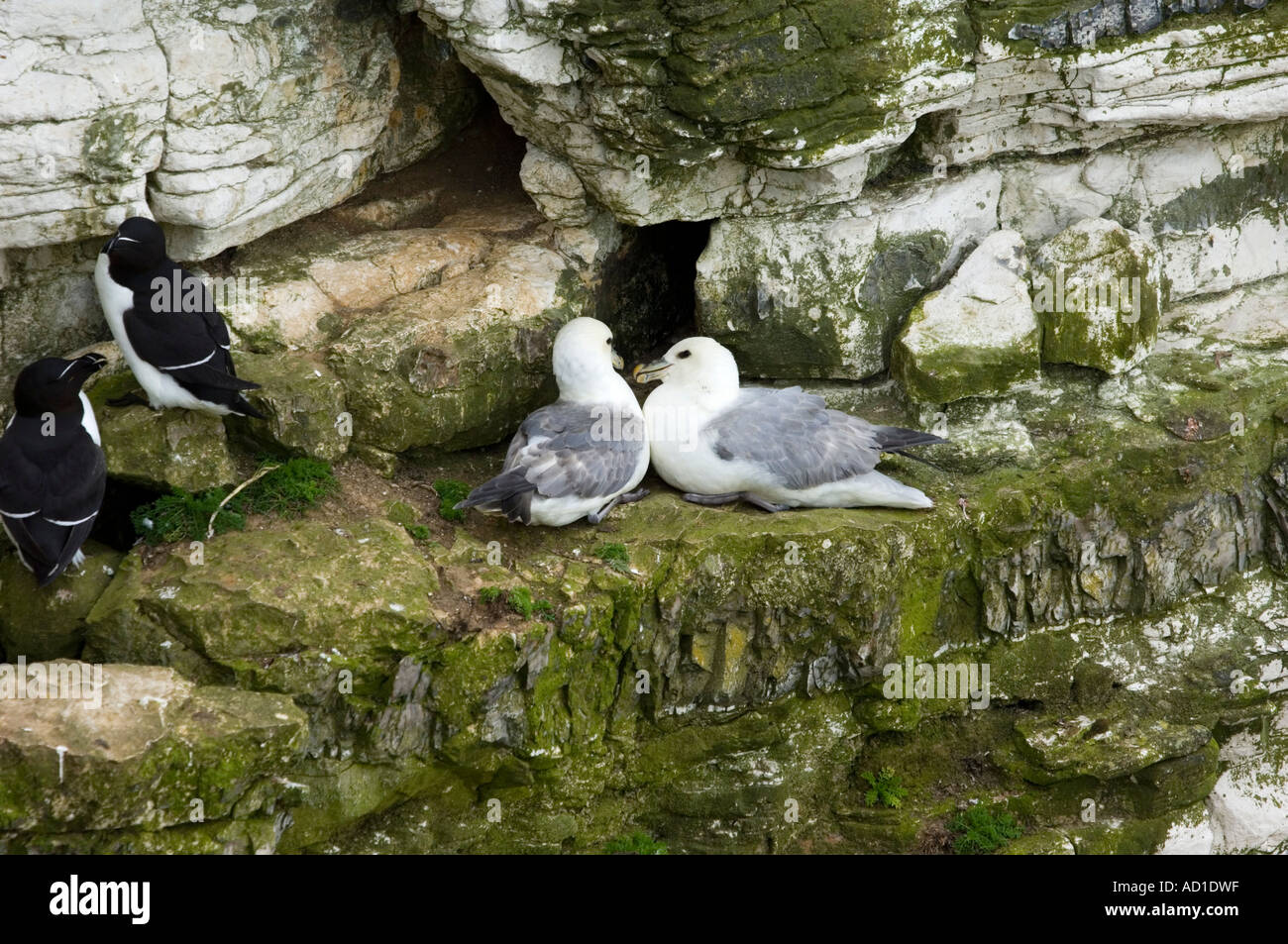 Eissturmvogel (Fulmarus Gracialia) am Brutplatz in der Nähe von Tordalken (Alca Torda) Stockfoto