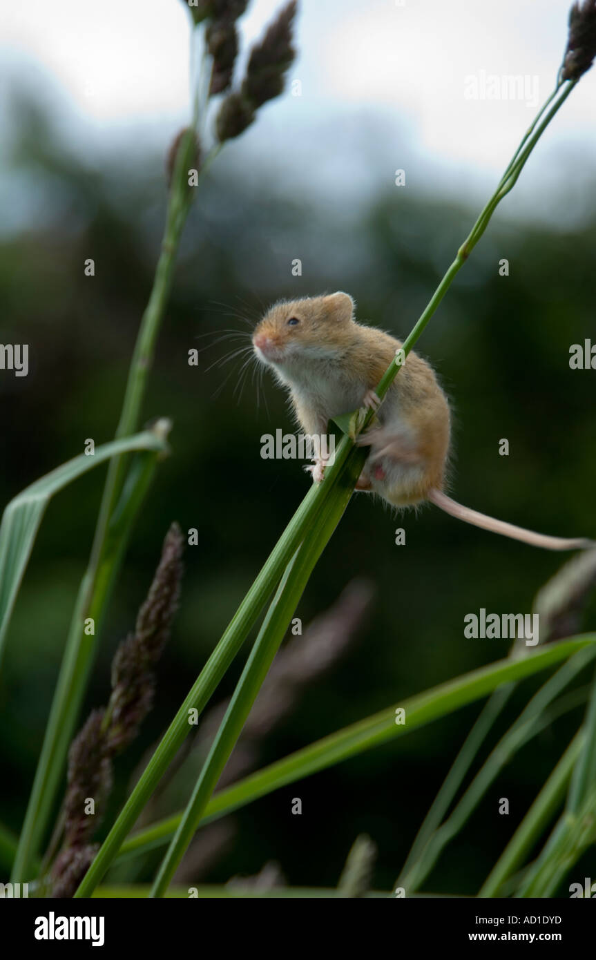 Ernten Sie Maus (Micromys Minutus) klettern Rasen Stiel Stockfoto