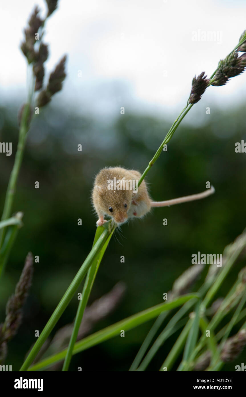 Ernten Sie Maus (Micromys Minutus) klettern Rasen Stiel Stockfoto