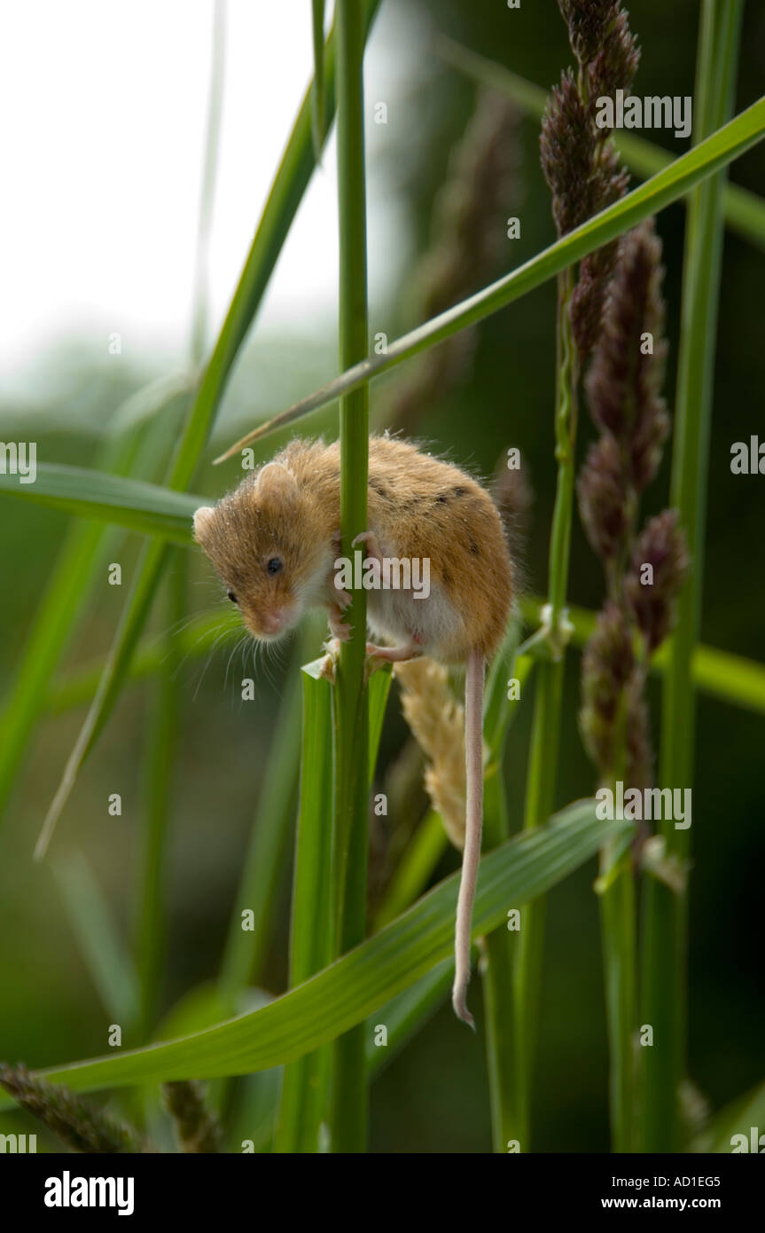 Ernten Sie Maus (Micromys Minutus) klettern Rasen Stiel Stockfoto