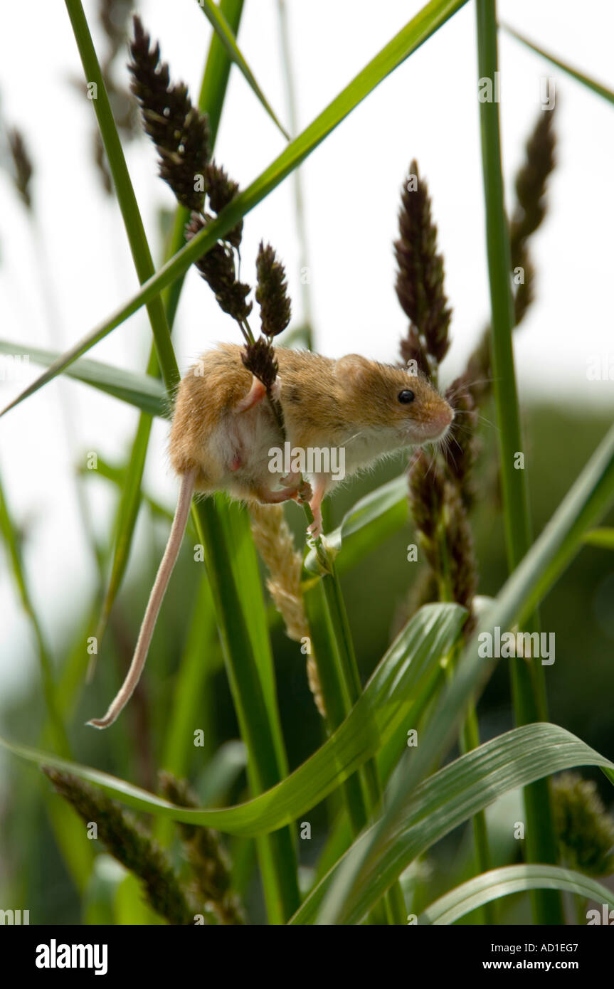 Ernten Sie Maus (Micromys Minutus) klettern Rasen Stiel Stockfoto