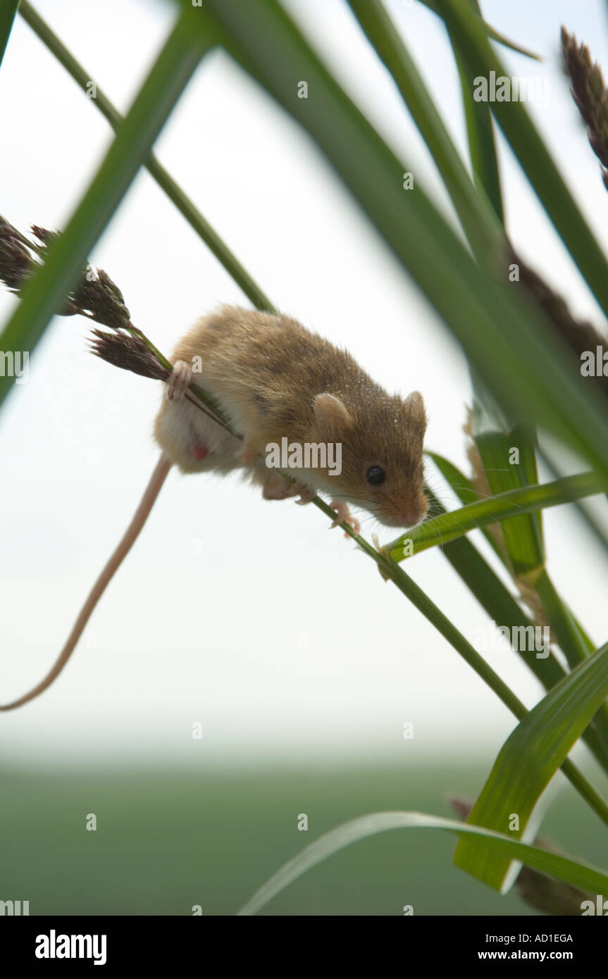 Ernten Sie Maus (Micromys Minutus) klettern Rasen Stiel Stockfoto