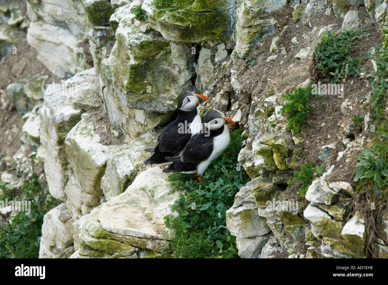 Papageitaucher (Fratercula arctica) an den Eingang der Höhle oben auf den Klippen von bempton Naturschutzgebiet Stockfoto