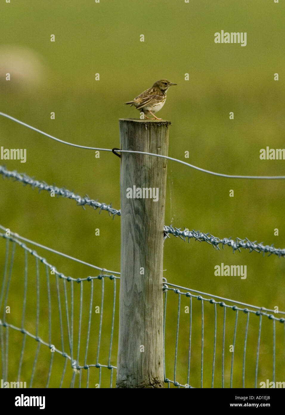 Sky Lerche (Alauda ervensis) seltene Sichtung auf einem zaunpfosten Stockfoto