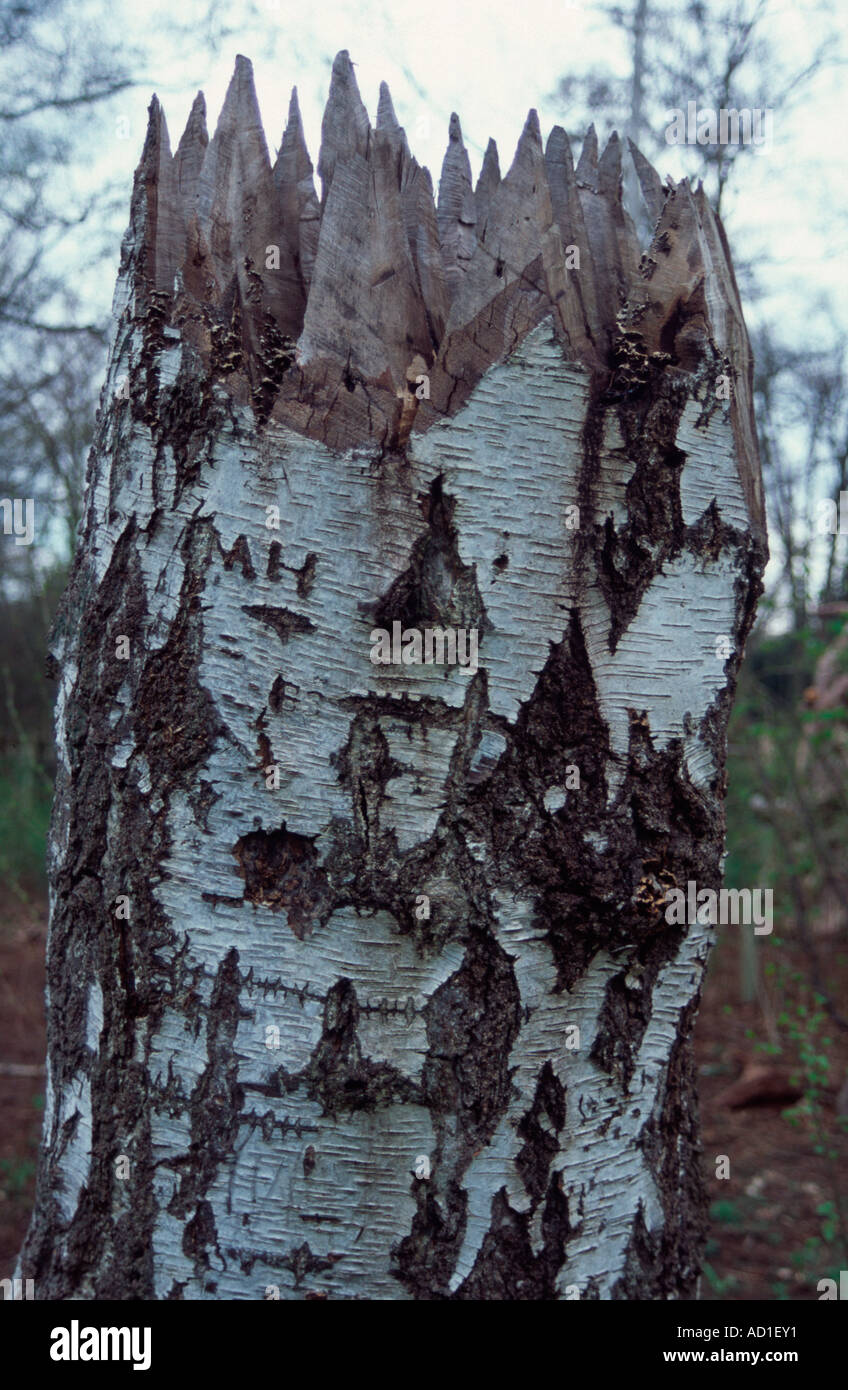 Hazel Baumstamm schnappte auf halbem Weg, Kew Gardens, Surrey, UK Stockfoto